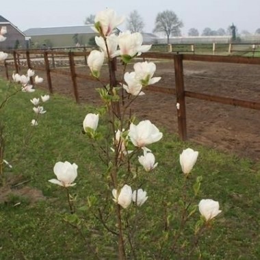 magnolia-archangel