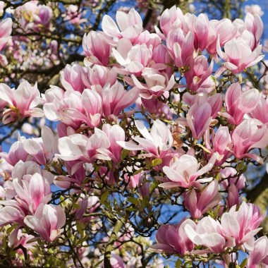 magnolia-tree-1648027773
