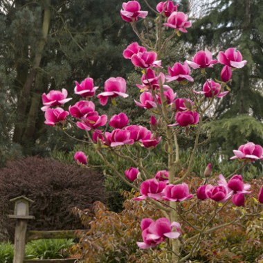 magnolia_felix_jury2