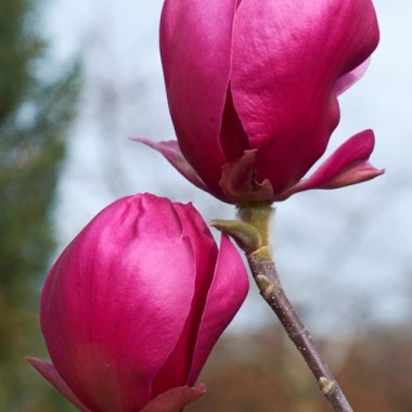 magnolia_red_as_red2