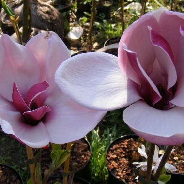 magnolija-march-till-frost
