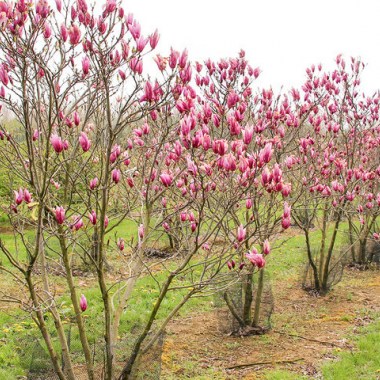 magnoliya-gibridnaya-galaxy-2-600x480