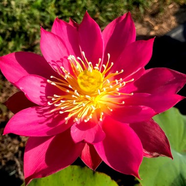nelumbo-red-Li