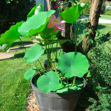 nelumbo-к
