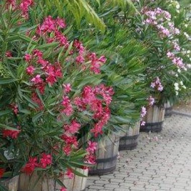 nerium-oleander-greenery-plants-pixmac-image-54295