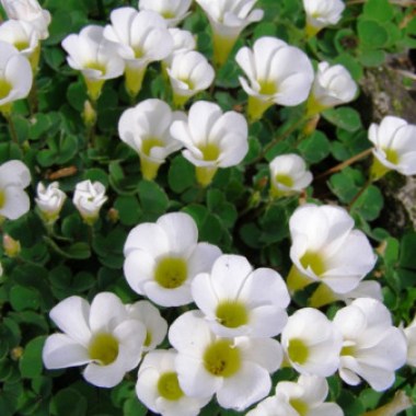 oxalis-purpurea-alba-copy
