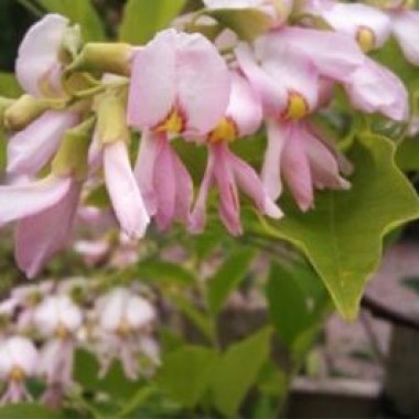 perkins-pink-yellowwood-1-600x600