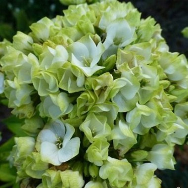 phlox-paniculata-babje-leto_01