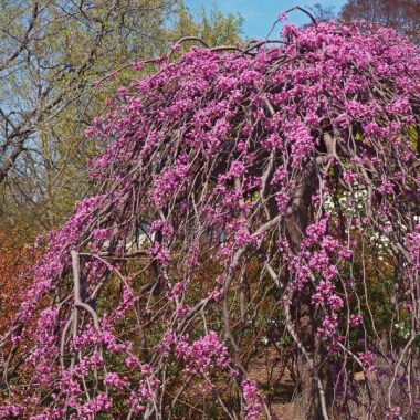 pink-heartbreaker-weeping-redbud-tree-600x600