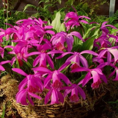 pleione-tongariro-xxl-6-8-bulbs