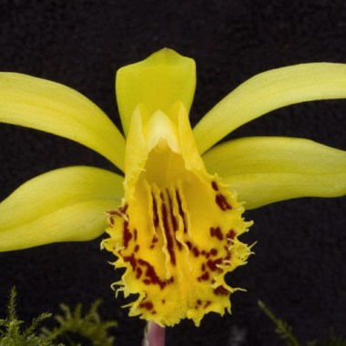 pleioneforestii