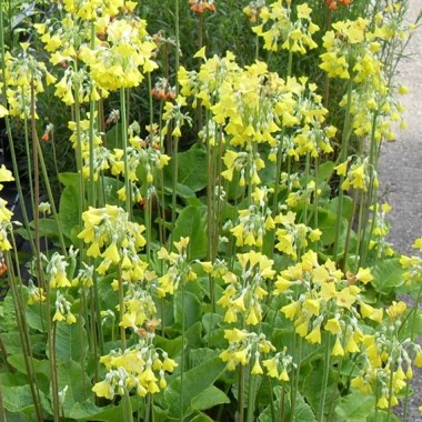 primula-florindae