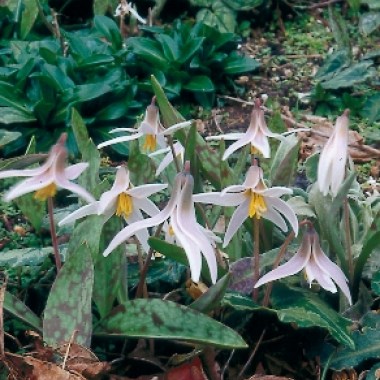 products-Erythronium-Albidum