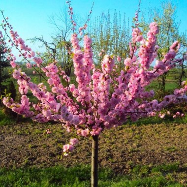 prunus-triloba-tree1