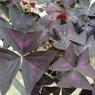 purpleshamrock