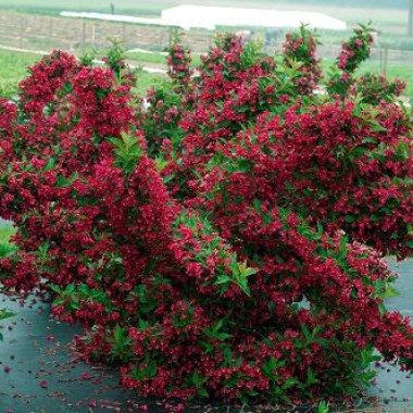 redprince5