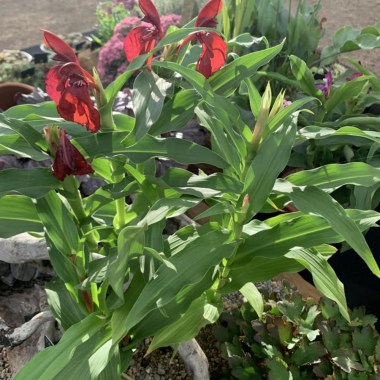 roscoea-rubra-4235243-e1643239117359