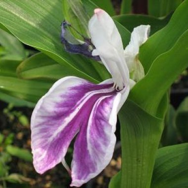 roscoeapurpureawisleyamethyst290608