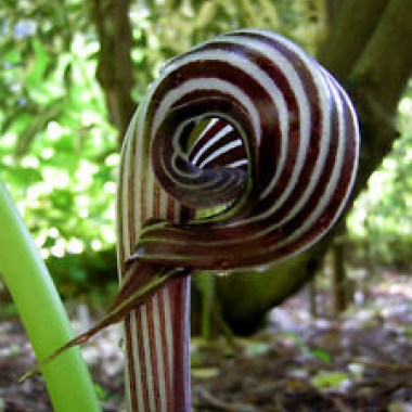 s-l3002