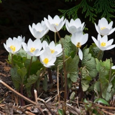 sanguinaria-canadensis-32-kg_212