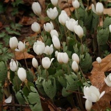 sanguinaria-canadensis-32-kg_21