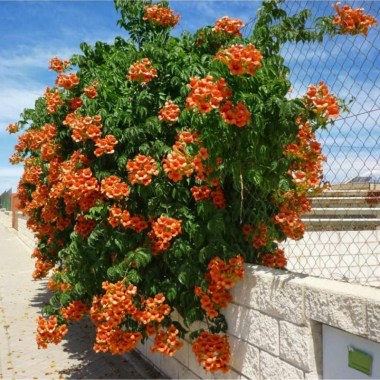 semena-kampsis-ukorenyayushhijsya-campsis-radicans
