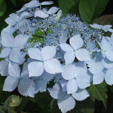 serrata_blue_deckle_resized