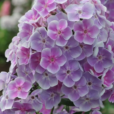 vasilekphlox_paniculata_vasilek_8