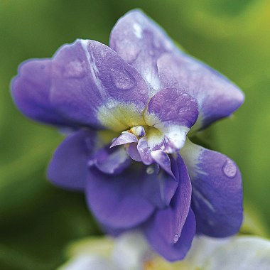 viola_duchesse_of_parma_001