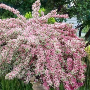 weigela-sp-100-125m-height