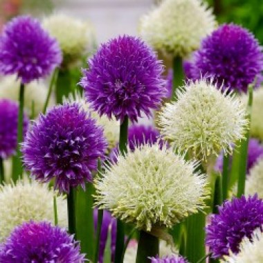 welsh-onion-seeds-allium-fistulosum