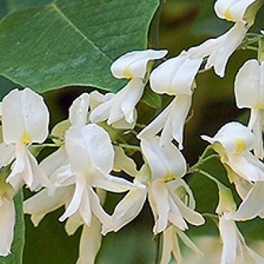 yellowwoodflwh